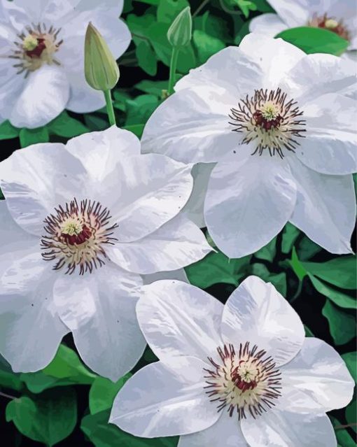 White Clematis paint by number