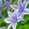 White Purple Clematis paint by number