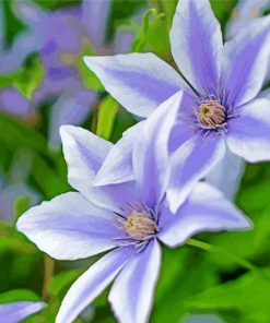 White Purple Clematis paint by number