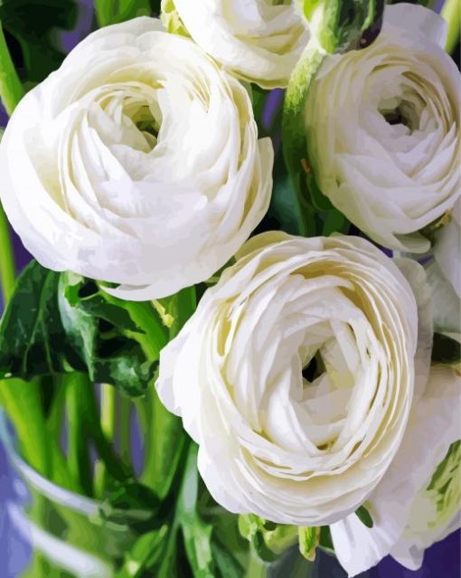 White Ranunculus paint by number