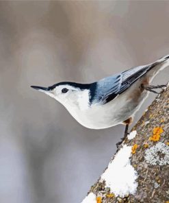 White Breasted Nuthatch Bird paint by number