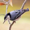 White Breasted Nuthatch paint by number