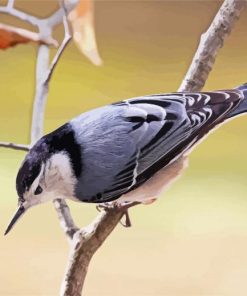 White Breasted Nuthatch paint by number