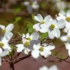 White Dogwood paint by number