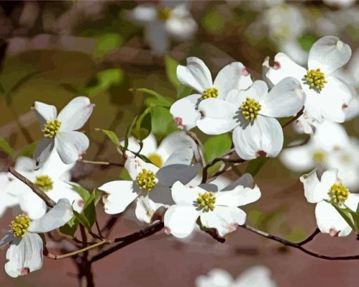 White Dogwood paint by number