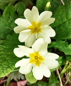 White Primrose paint by number