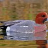 Wigeon Bird paint by numbers