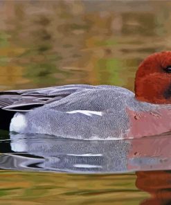 Wigeon Bird paint by numbers