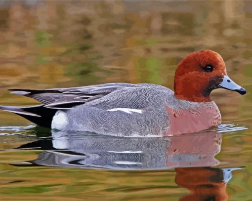 Wigeon Bird paint by numbers