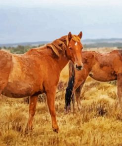 Wild Brown Brumby Horses paint by number