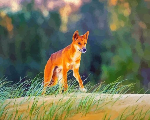 Wild Dingo paint by numbers