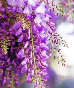 Wisteria Flowers paint by number