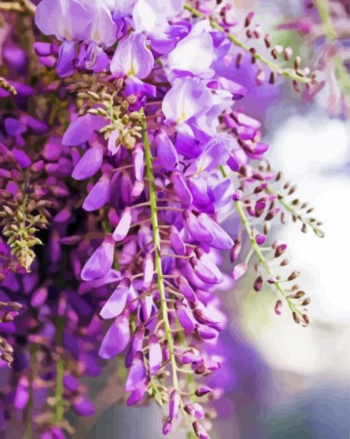 Wisteria Flowers paint by number