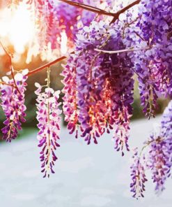 Wisteria Plants paint by number