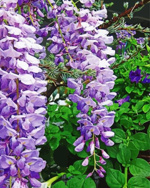 Wisteria Flower paint by number