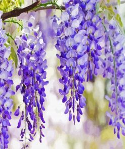 Wisteria Flower Plant paint by number