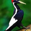 Woodpecker Bird Animal paint by number