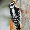 Woodpeckers paint by number