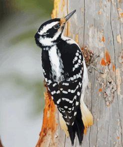 Woodpeckers paint by number