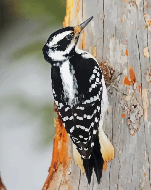 Woodpeckers paint by number