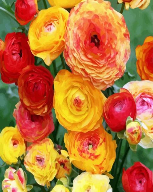 Yellow Ranunculus paint by numbers