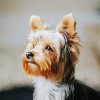 Yorkie Dog paint by numbers