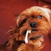 Yorkshire Terrier And Tooth Brush paint by number