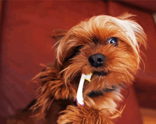 Yorkshire Terrier And Tooth Brush paint by number