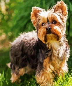 Yorkshire Terrier Dog Animal paint by number