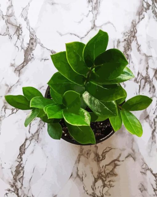 Zamioculcas Leaves paint by number