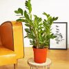 Zamioculcas Plant Pot paint by number