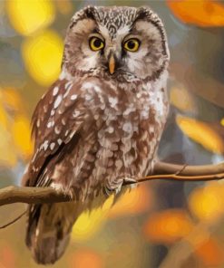 Zimbabwean Owl paint by number