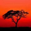 Acacia Tree Sunset Silhouette paint by number