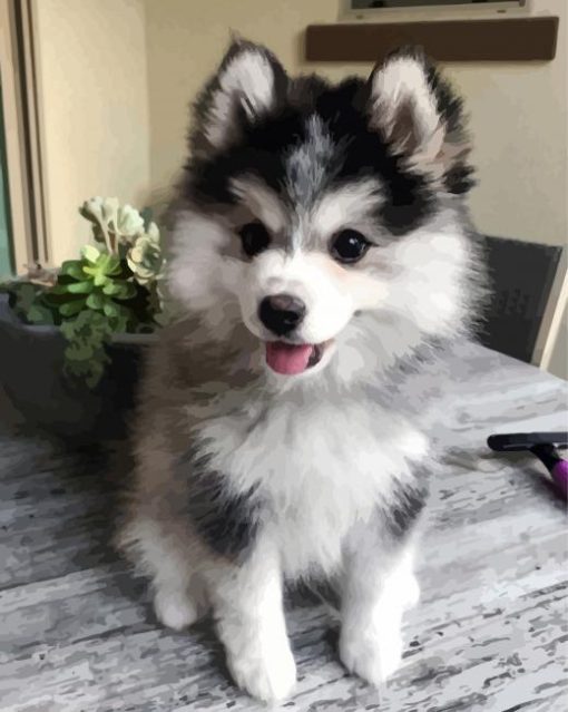 Adorable Pomsky paint by numbers