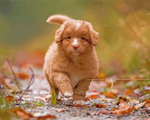 Adorable Toller Puppy paint by numbers