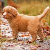 Adorable Toller Dog paint by numbers