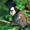 Aesthetic Marmoset Animal paint by numbers