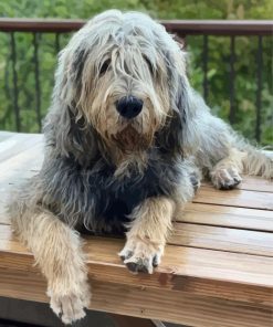 Aesthetic Otterhound paint by numbers