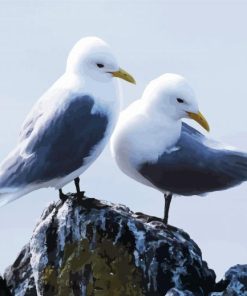 Aesthetic Seabirds paint by numbers