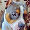 Aesthetic Staffordshire Bull Terrier paint by number