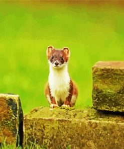 Aesthetic Stoat Animal paint by numbers