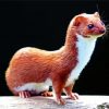 Aesthetic Weasel Animal paint by numbers