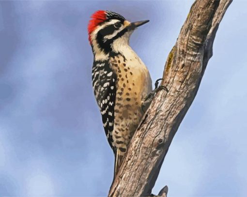 Aesthetic Woodpecker Bird paint by number