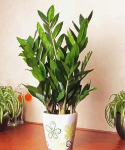 Aesthetic Zamioculcas Plants paint by numbers