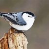 Aesthetic Nuthatch Bird paint by numbers