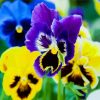 Aesthetic Pansy Flowers paint by numbers