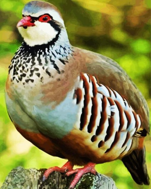 Aesthetic Partridge Bird paint by number