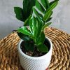 Äesthetic Plant Zamioculcas paint by numbers