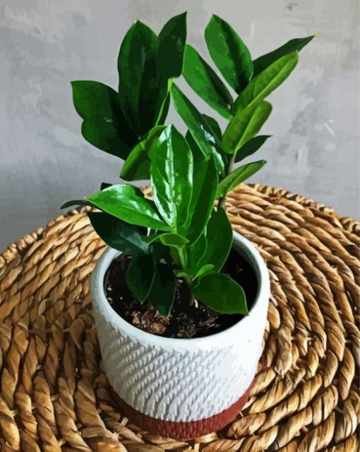 Äesthetic Plant Zamioculcas paint by numbers