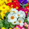 Aesthetic Primroses paint by numbers